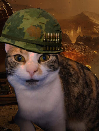 My old cat in vietnam