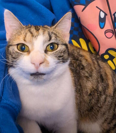 my old cat after hitting 10 blunts and spinning in circles 10 times